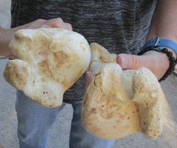 Two piece lot of 11 and 12 inch Water Buffalo humerus leg bones for $25/lot