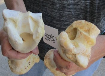 Two piece lot of 11 and 12 inch Water Buffalo humerus leg bones for $25/lot