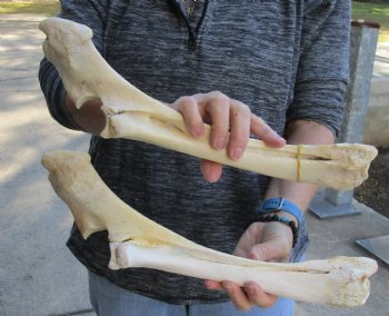 Two piece lot of 14 and 16 inch Water Buffalo radius leg bones - $25/lot