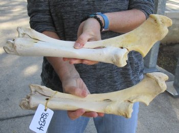 Two piece lot of 14 and 16 inch Water Buffalo radius leg bones - $25/lot