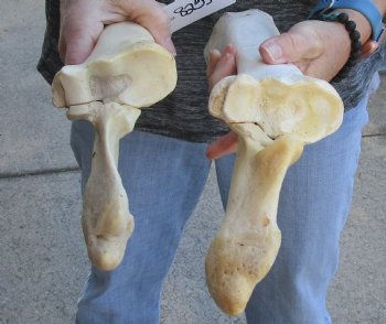 Two piece lot of 14 and 16 inch Water Buffalo radius leg bones - $25/lot