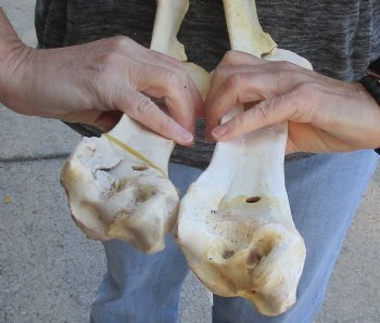 Two piece lot of 14 and 16 inch Water Buffalo radius leg bones - $25/lot
