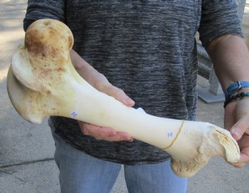 Water Buffalo femur 16" for sale $18/lot