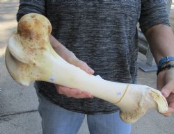 Water Buffalo femur...