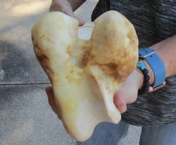 Water Buffalo femur 16" for sale $18/lot
