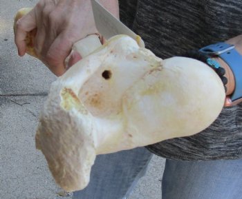 Water Buffalo femur 16" for sale $18/lot