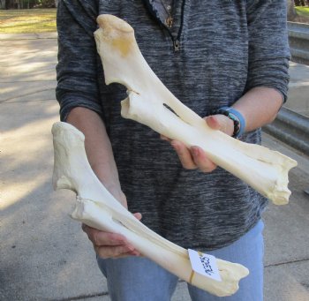 Two piece lot of 14 and 15 inch Water Buffalo radius leg bones - $25/lot