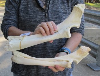Two piece lot of 14 and 15 inch Water Buffalo radius leg bones - $25/lot