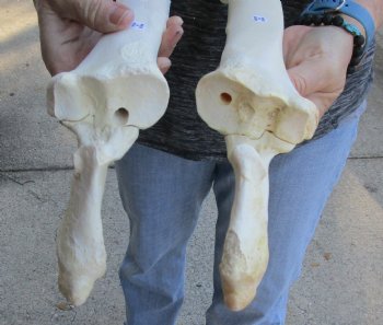 Two piece lot of 14 and 15 inch Water Buffalo radius leg bones - $25/lot