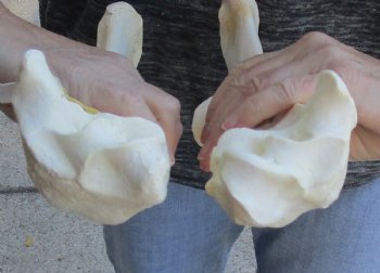 Two piece lot of 14 and 15 inch Water Buffalo radius leg bones - $25/lot