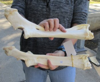 Two piece lot of 14 and 15 inch Water Buffalo radius leg bones - $25/lot