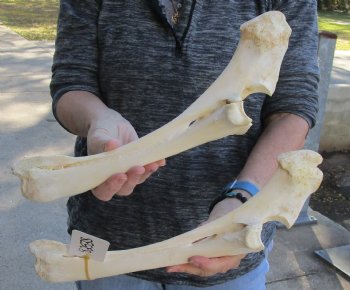 Two piece lot of 14 and 15 inch Water Buffalo radius leg bones - $25/lot