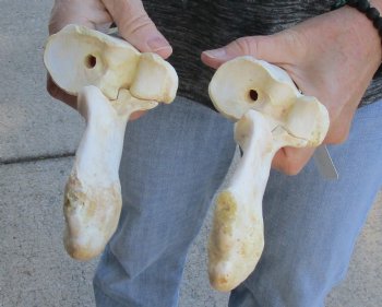 Two piece lot of 14 and 15 inch Water Buffalo radius leg bones - $25/lot