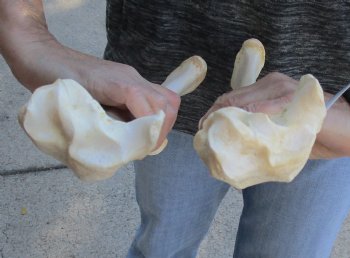 Two piece lot of 14 and 15 inch Water Buffalo radius leg bones - $25/lot