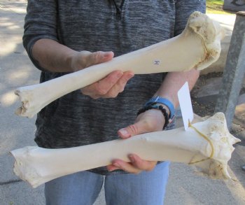 Two piece lot of 14 and 15 inch Water Buffalo tibia leg bones for sale - $25/lot