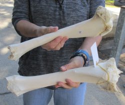 Two piece lot of 14...