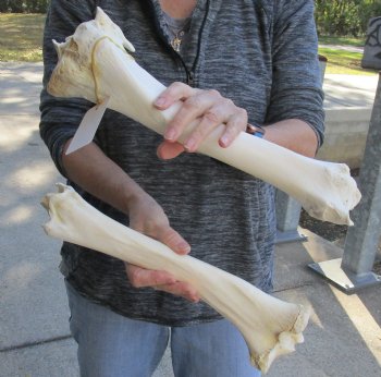 Two piece lot of 14 and 15 inch Water Buffalo tibia leg bones for sale - $25/lot