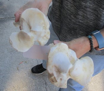 Two piece lot of 14 and 15 inch Water Buffalo tibia leg bones for sale - $25/lot