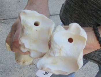 Two piece lot of 14 and 15 inch Water Buffalo tibia leg bones for sale - $25/lot