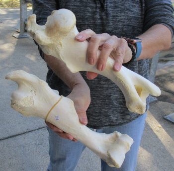 Two piece lot of 12 and 13 inch Water Buffalo humerus leg bones for $25/lot