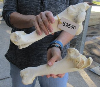 Two piece lot of 12 and 13 inch Water Buffalo humerus leg bones for $25/lot