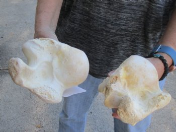 Two piece lot of 12 and 13 inch Water Buffalo humerus leg bones for $25/lot