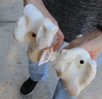 Two piece lot of 12 and 13 inch Water Buffalo humerus leg bones for $25/lot