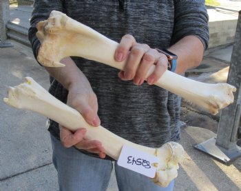 Two piece lot of 13 and 14 inch Water Buffalo tibia leg bones for sale - $25/lot