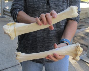 Two piece lot of 13 and 14 inch Water Buffalo tibia leg bones for sale - $25/lot