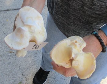 Two piece lot of 13 and 14 inch Water Buffalo tibia leg bones for sale - $25/lot