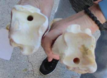 Two piece lot of 13 and 14 inch Water Buffalo tibia leg bones for sale - $25/lot