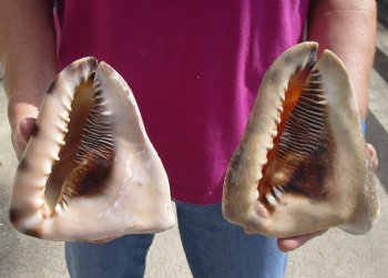 Genuine Two piece lot of 6 inch King Helmet shells - $18/lot