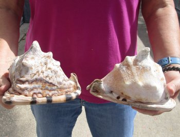 Genuine Two piece lot of 6 inch King Helmet shells - $18/lot