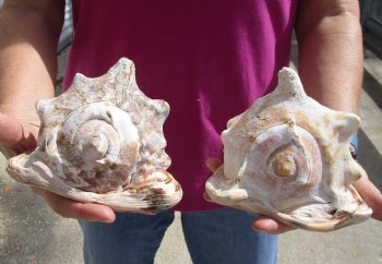 Genuine Two piece lot of 6 inch King Helmet shells - $18/lot