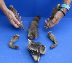 Preserved Raccoon Head with Tail and 4 Legs for <font color=red>Special Price </font> $25