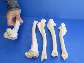 Five Deer Leg Bones 10 to 12 inches long for <font color=red>Special Price </font> $10
