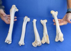 Five Deer Leg Bones 10 to 12 inches long for <font color=red>Special Price </font> $10