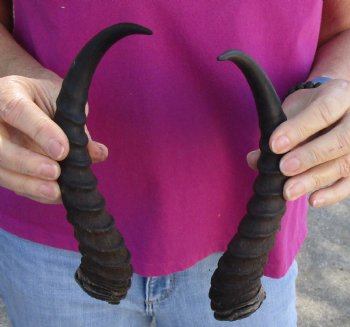 Matching pair of Male Springbok horns measuring 10 inches - $25/lot