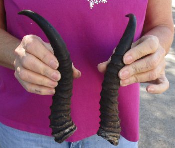 Matching pair of Male Springbok horns measuring 10 inches - $25/lot