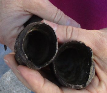 Matching pair of Male Springbok horns measuring 10 inches - $25/lot