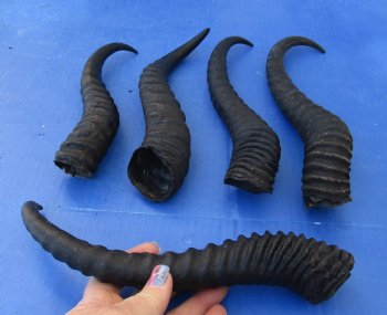 Buy this 5 Piece Lot of 10-14 Inch Male Springbok Horns for $38