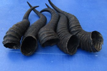 Buy this 5 Piece Lot of 10-14 Inch Male Springbok Horns for $38
