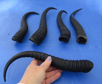 Buy this 5 Piece Lot of 10-13 Inch Male Springbok Horns for $38
