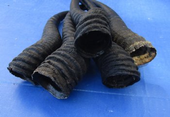 Buy this 5 Piece Lot of 10-13 Inch Male Springbok Horns for $38