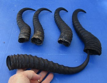 Buy this 5 Piece Lot of 10-13 Inch Male Springbok Horns for $38