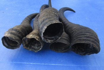 Buy this 5 Piece Lot of 10-13 Inch Male Springbok Horns for $38