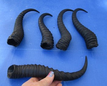 Buy this 5 Piece Lot of 10-13 Inch Male Springbok Horns for $38