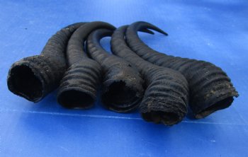 Buy this 5 Piece Lot of 10-13 Inch Male Springbok Horns for $38