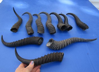 Ten piece lot 10 to14 inch African male springbok horns for $70