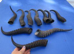 Ten piece lot 10 to14 inch African male springbok horns for $70